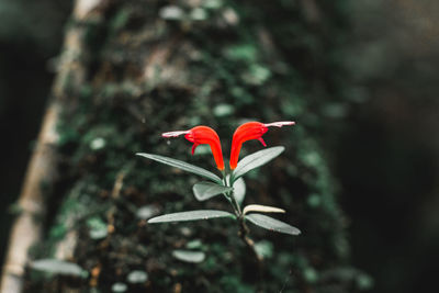 Close-up of red rose flower