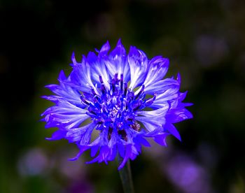 Close-up of purple flower blooming outdoors