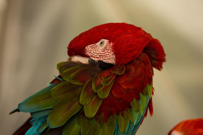 Close-up of a parrot