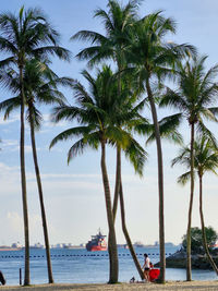 Palm trees on beach against sky