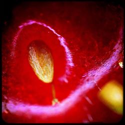 Extreme close up of red rose