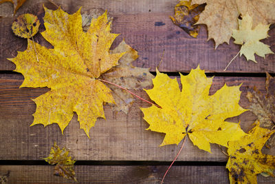 High angle view of maple leaves on table