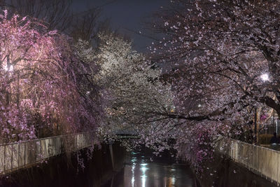 High angle view of cherry blossom by canal at night