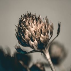 Close-up of flowers against blurred background