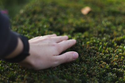 Hand touching leaves of bush.