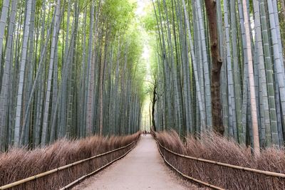 Panoramic view of bamboo trees in forest