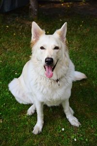 Portrait of a dog