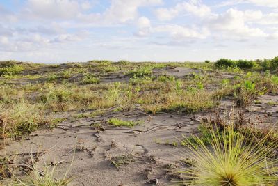 Plants growing on field against sky