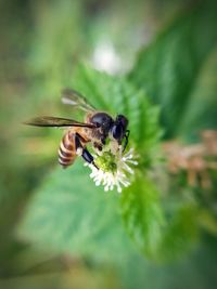 Close-up of bee pollinating on flower