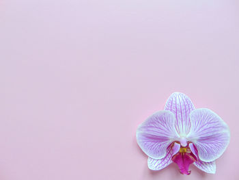 Close-up of pink flower