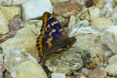 Close-up of butterfly on rock