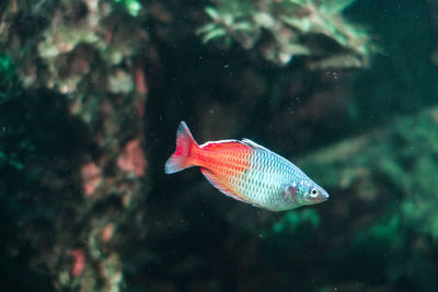 Fish swimming in sea