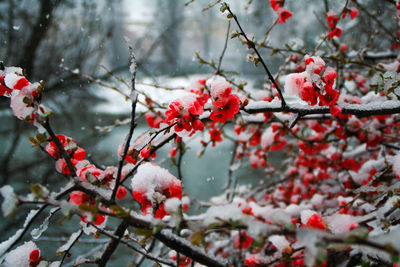 Close-up of snow covered branches