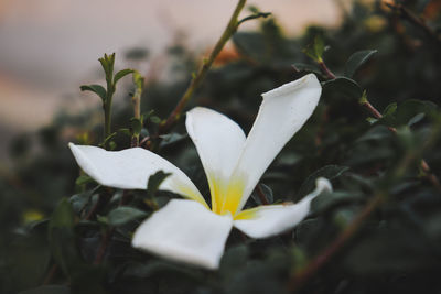 Close-up of white flowering plant
