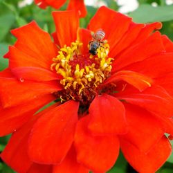 Close-up of honey bee on red flower