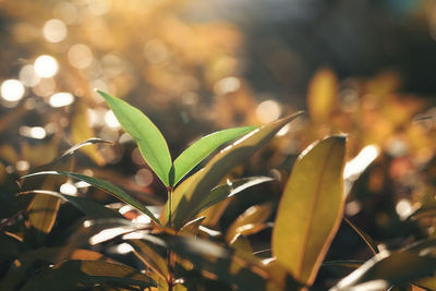 Close-up of plant