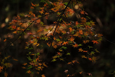 Close-up of autumn leaves on field