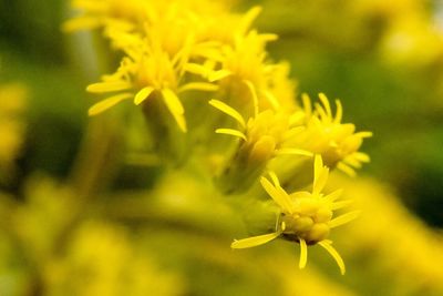 Close up of yellow flower