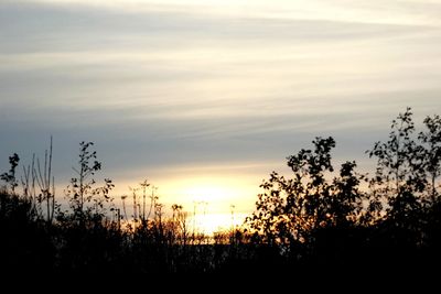 Silhouette trees against sky during sunset