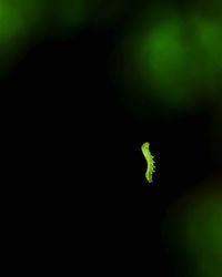 Close-up of plant against black background