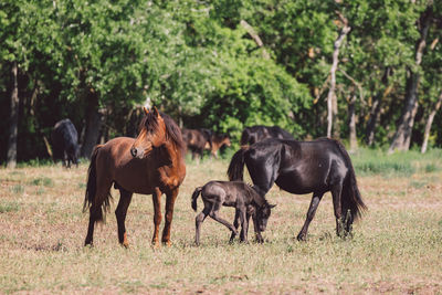 Horses on a field