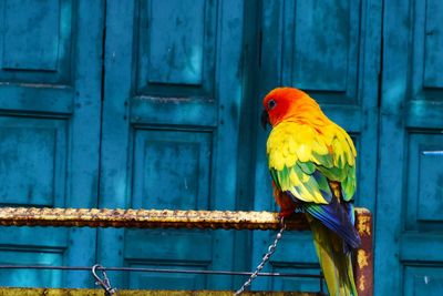 View of parrot perching on wood