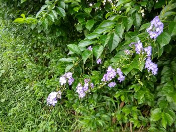 Close-up of purple flowers blooming outdoors