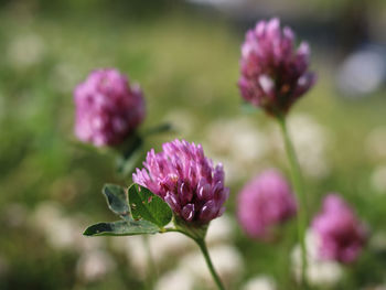 Close-up of pink flowering plant