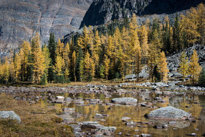 Scenic view of lake by trees in forest