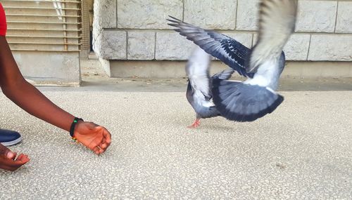 Close-up of hand feeding bird