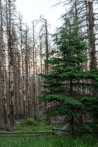 Pine trees in forest against sky