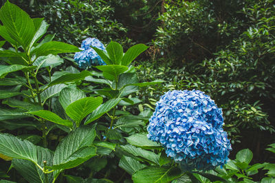 Close-up of blue flowering plant