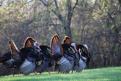 View of  wild turkeys  on land