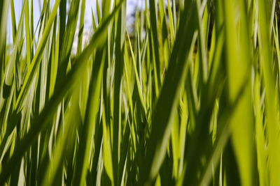 Full frame shot of palm leaf