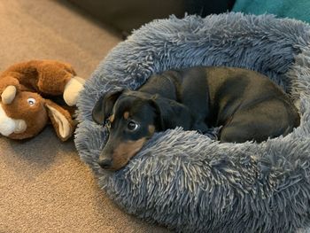 High angle view of dogs resting at home