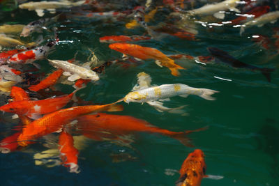 View of koi fish in water