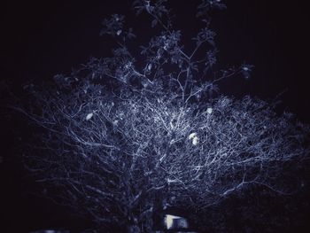 Close-up of illuminated night