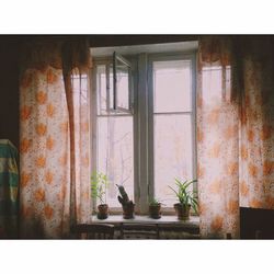 Potted plants on window sill at home