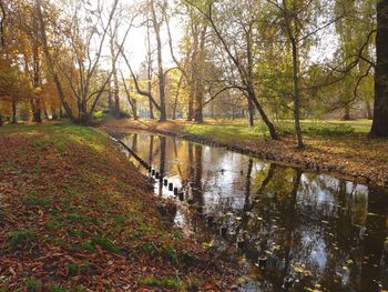 Reflection of trees in pond