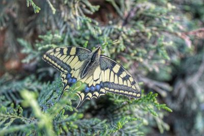 Butterfly perching on leaf