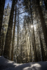 Snow covered trees in forest