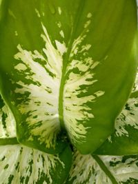 Full frame shot of fresh green leaf