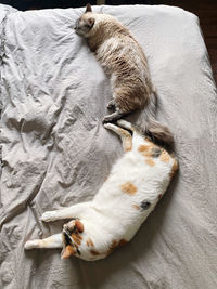 Two cats sleeping on the bed 