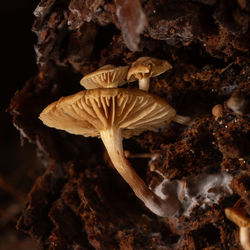 macro photography