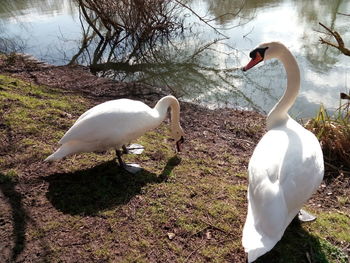 Swans in lake