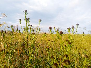 Plants growing on field against sky