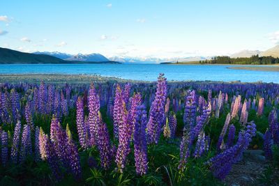 Purple flowers growing in lake against sky