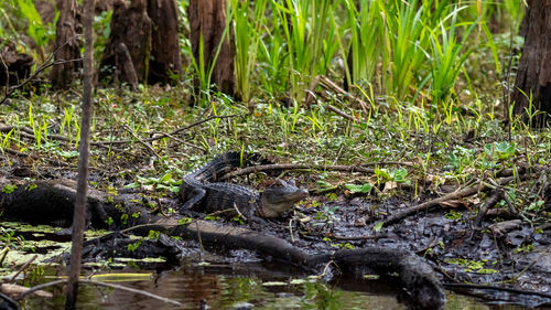 View of a reptile in the water