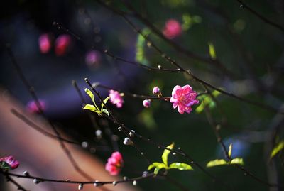 Close-up of pink cherry blossoms in spring