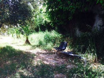 Bird on grass